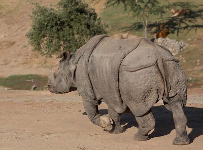 Rhino rush