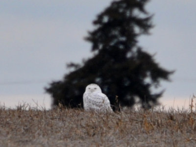Snowy Owl Dec 18, 2011