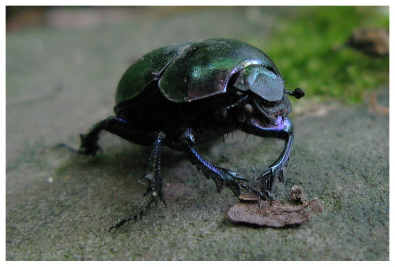 Geotrupes stercorarius