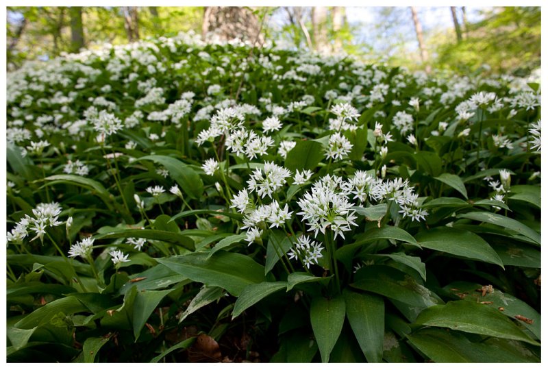 Allium ursinum