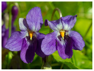 Viola odorata