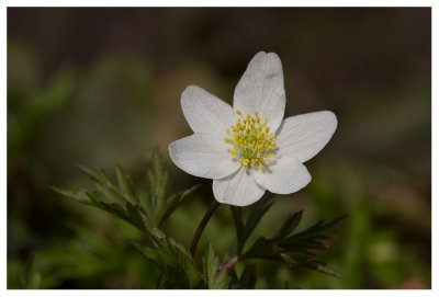 Anemone nemorosa