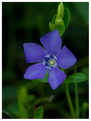 Vinca minor