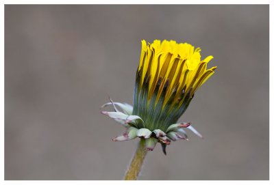 Taraxacum sp