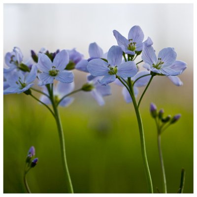 Cardamine pratensis