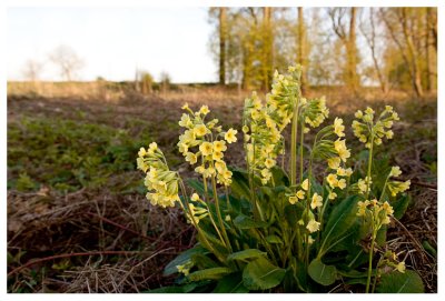 Primula elatior