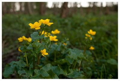 Caltha palustris