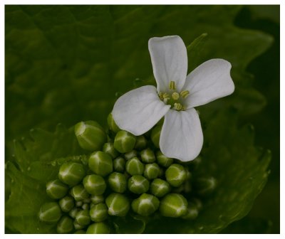 Alliaria petiolata