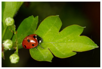 Coccinella septempunctata