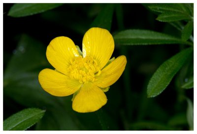 Ranunculus acris