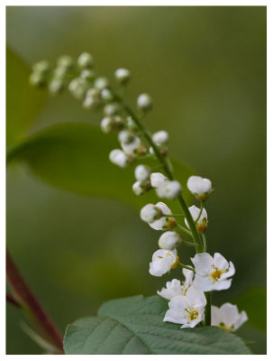 Prunus padus