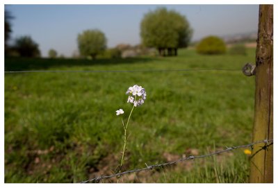 Cardamine pratensis