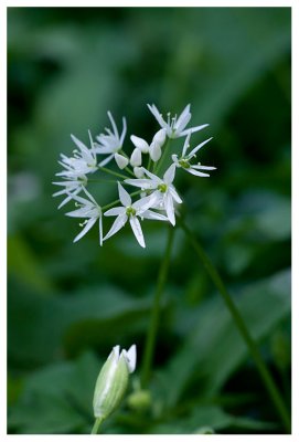 Allium ursinum