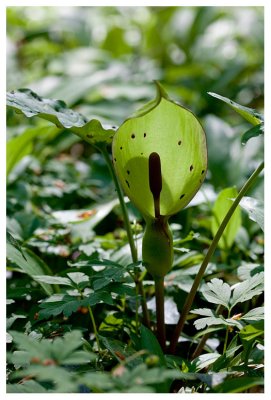 Arum maculatum