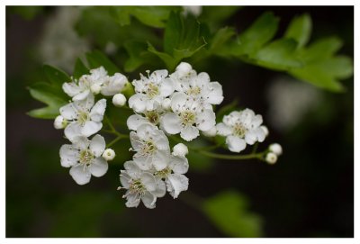 Crataegus monogyna 