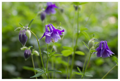 Aquilegia vulgaris