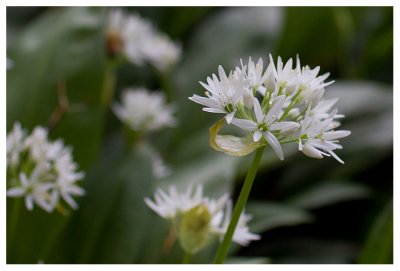 Allium ursinum 