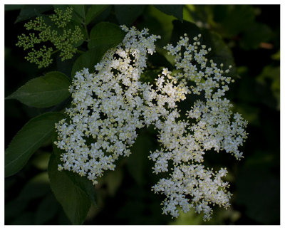 Sambucus nigra 