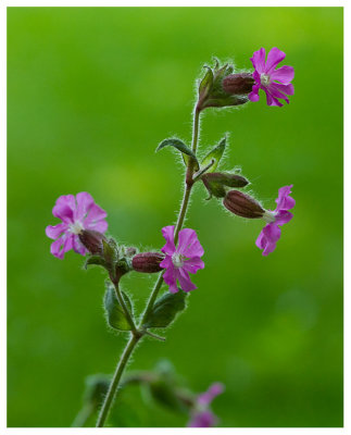 Silene dioica