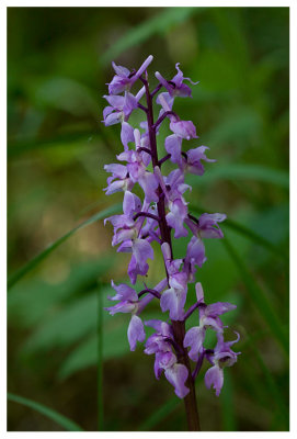 Orchis mascula