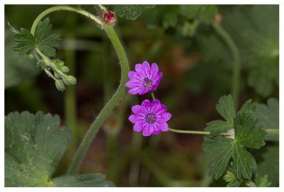 Geranium molle