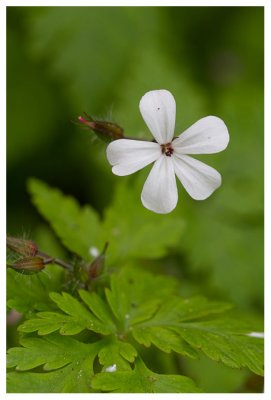 Geranium robertianum