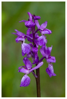 Orchis mascula