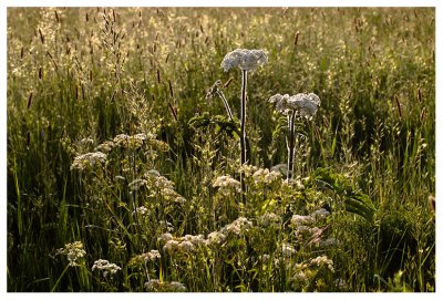 Heracleum sphondylium