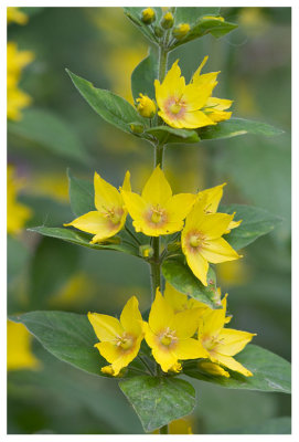 Lysimachia punctata