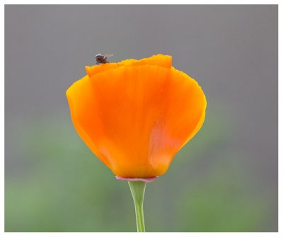 Eschscholzia californica