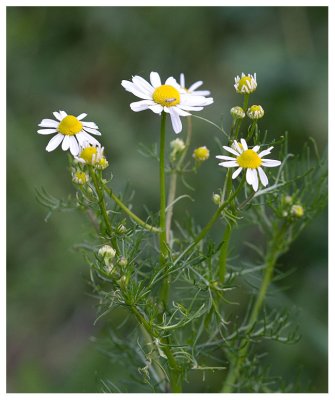 Matricaria maritima