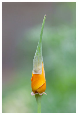 Eschscholzia californica