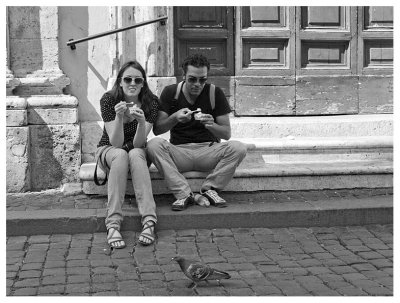 pigeon