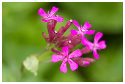 Lychnis viscaria