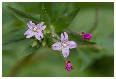 Epilobium montana