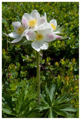 Anemone narcissiflora