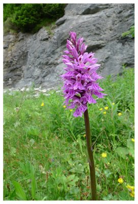 Dactylorhiza maculata