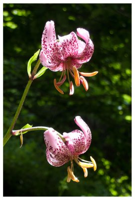 Lilium martagon