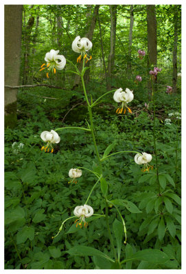 Lilium martagon