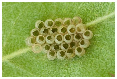 insect eggs