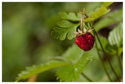 Fragaria vesca