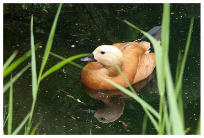 Ruddy Shelduck