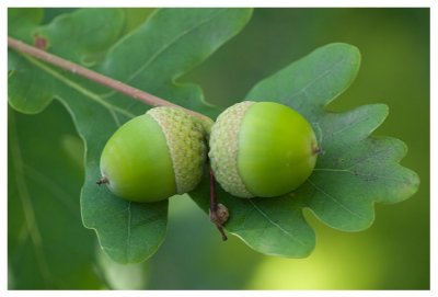 Quercus robur