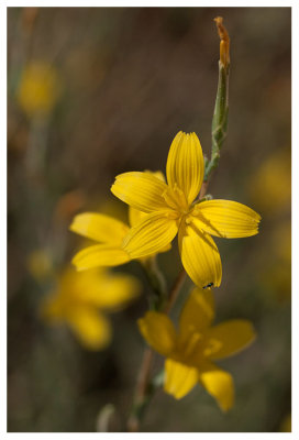 Lactuca viminea