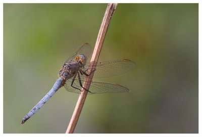 Orthetrum coerulescens