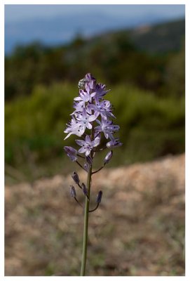 Scilla autumnalis