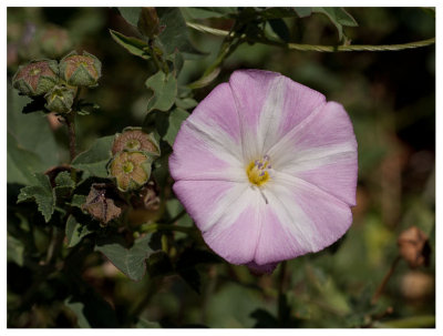 Calystegia soldanella