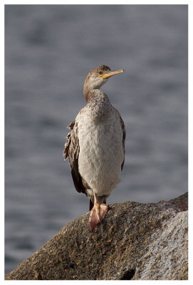 Great Cormorant (juv.)