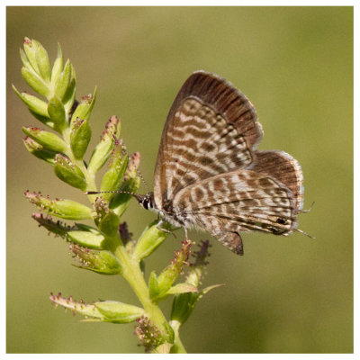 Leptotes pirithous