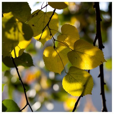 Weeping silver lime